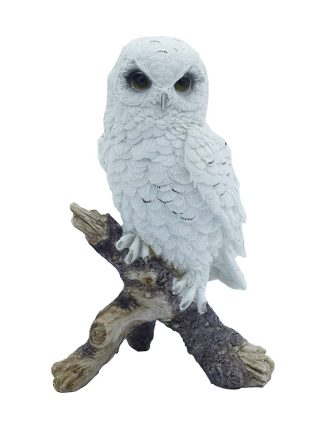 Owl White Sitting On Tree