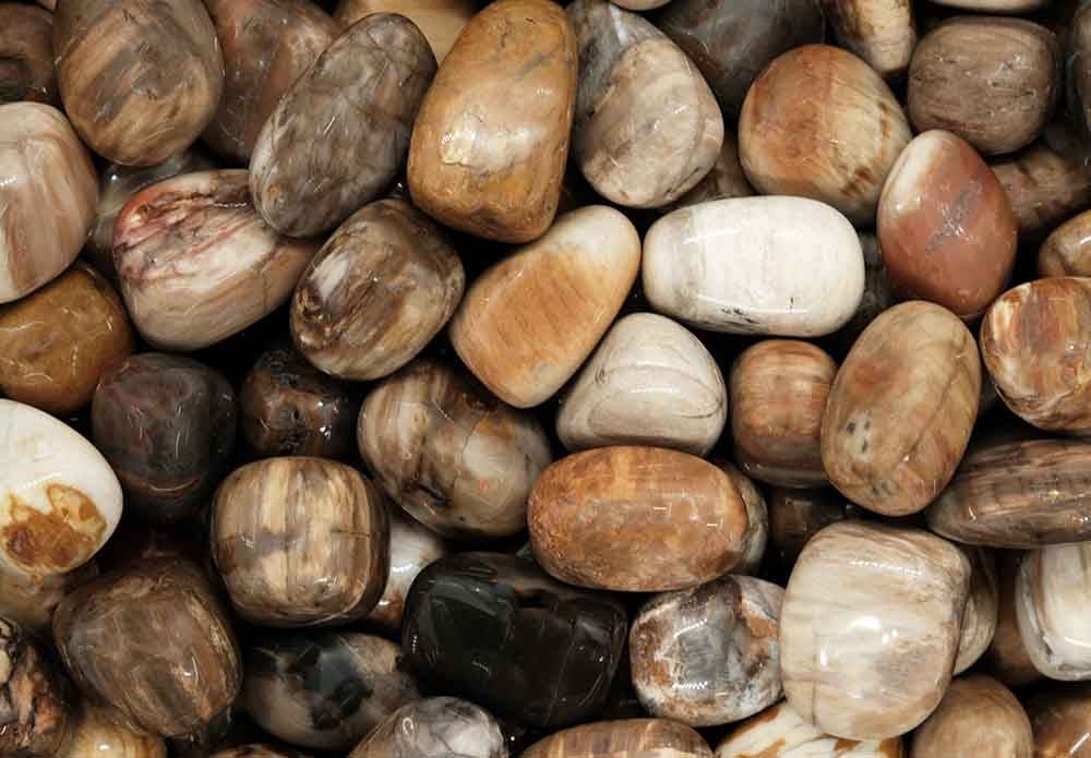 Tumblestone Petrified Wood