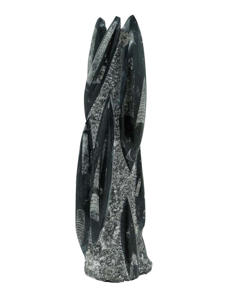 Orthoceras Fossil Tower 30cm