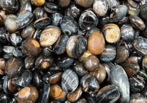 Tumblestone Blue Tiger's Eye 2-3cm