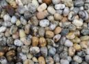 Tumblestone Dendrite Opal 2-3cm
