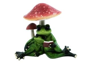 Two Lover Frogs Under Mushroom